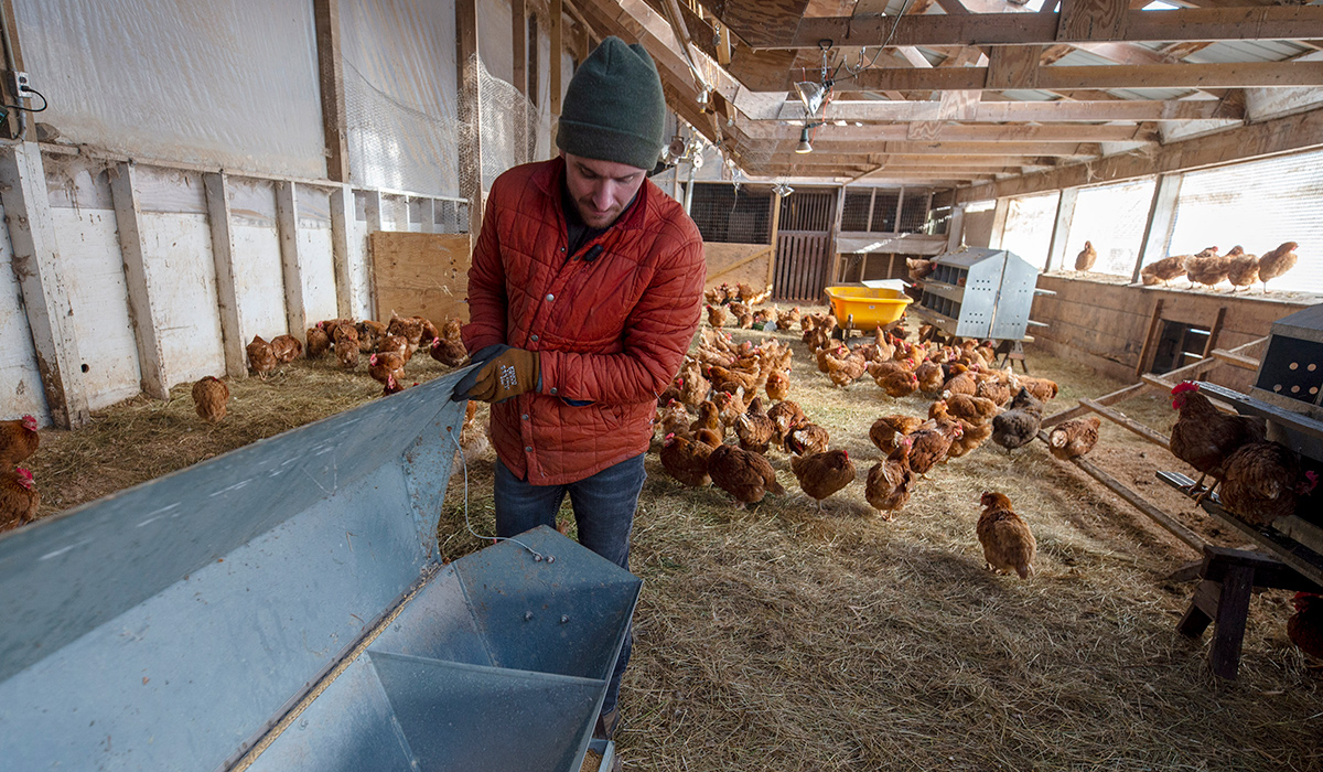 Farmer checking on chicken gravity feed bin.