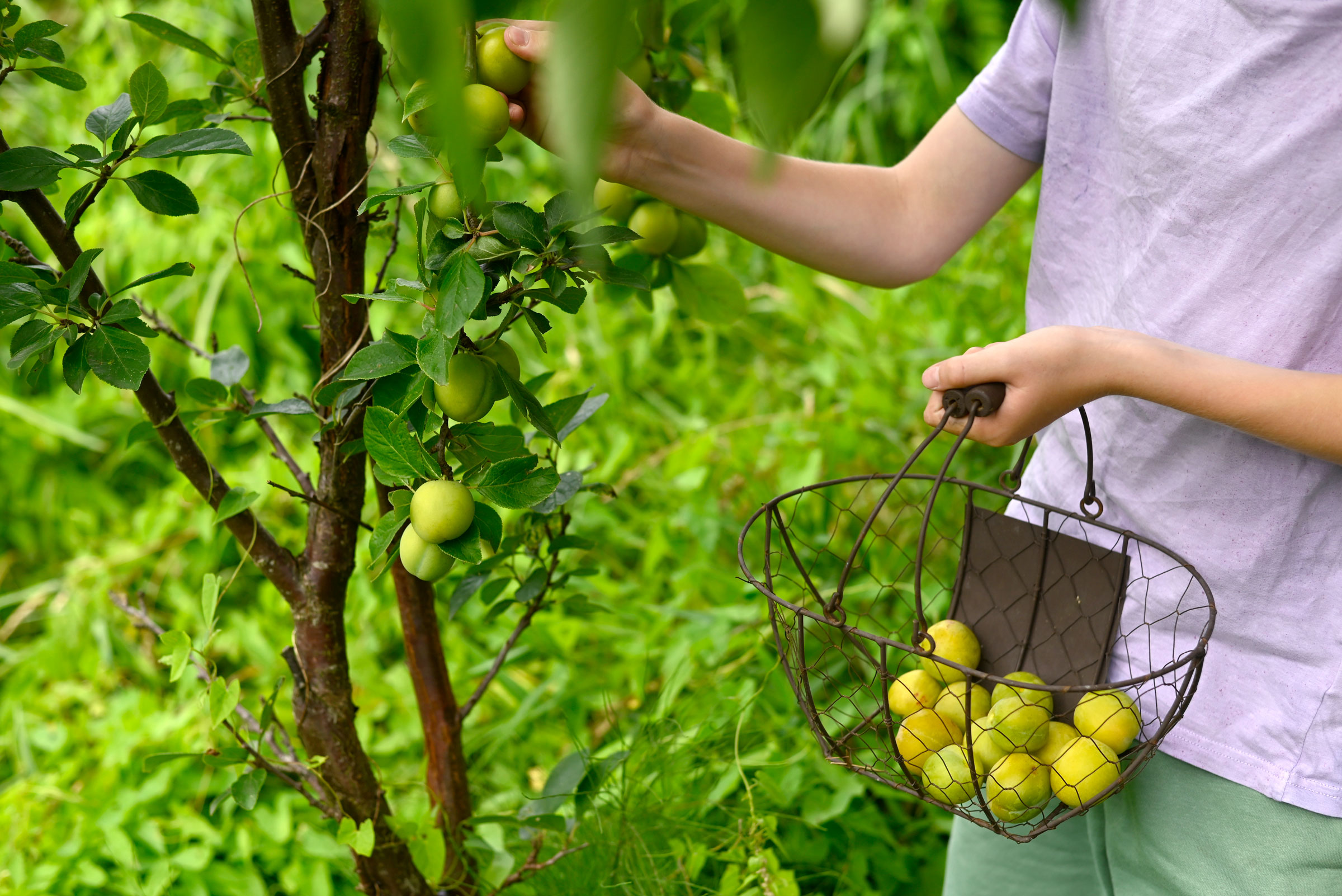 April’s extreme weather caused $200 million in losses for growers of the state’s key fruit crops, including apples, peaches and cherries.