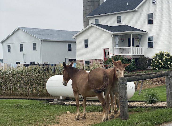 Amish Farm and House